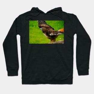 rli redtail hawk Hoodie